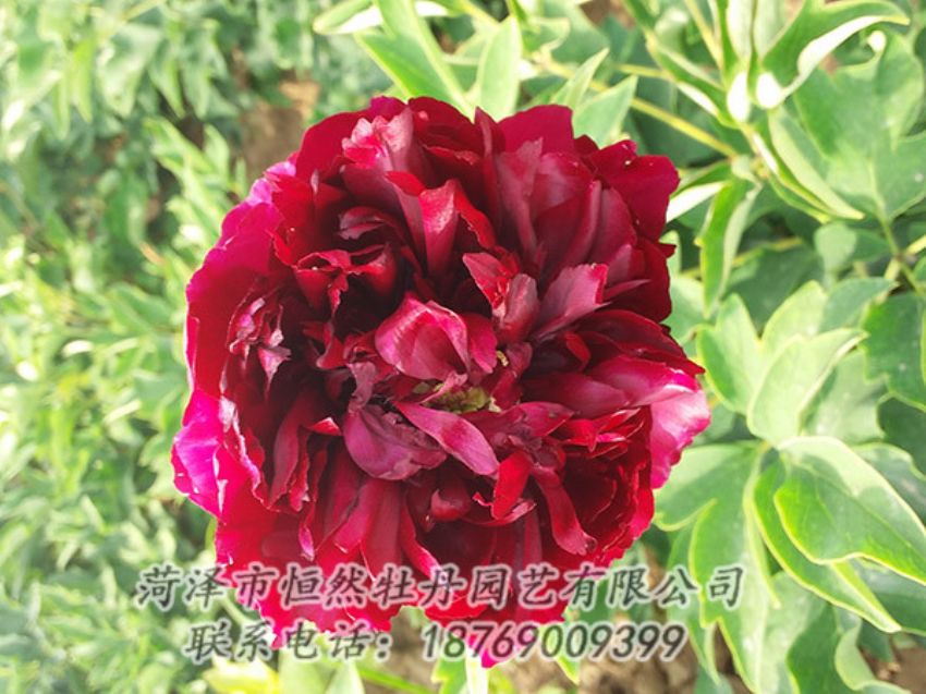 點擊查看詳細信息<br>標題：紅色牡丹 閱讀次數(shù)：988
