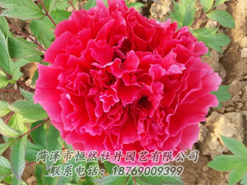 點擊查看詳細信息<br>標題：紅色牡丹 閱讀次數(shù)：1105