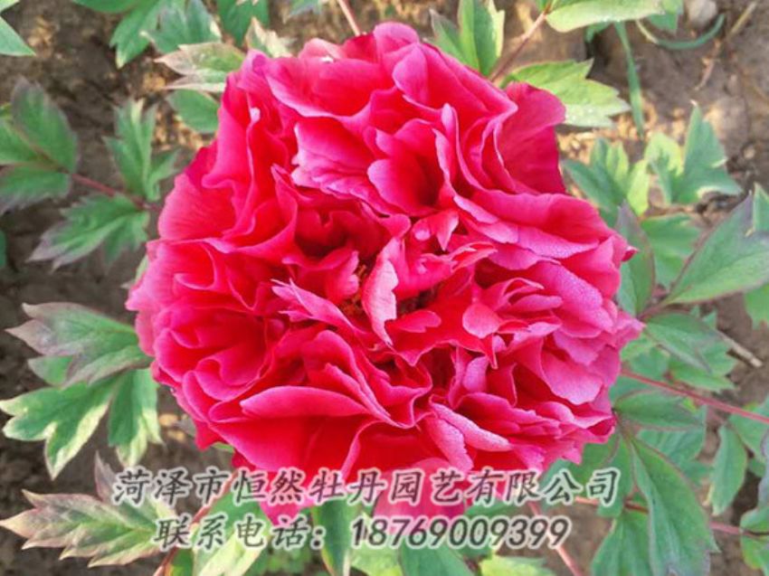 點(diǎn)擊查看詳細(xì)信息<br>標(biāo)題：紅色牡丹 閱讀次數(shù)：1937