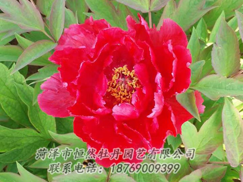 點擊查看詳細信息<br>標題：紅色牡丹 閱讀次數(shù)：1142