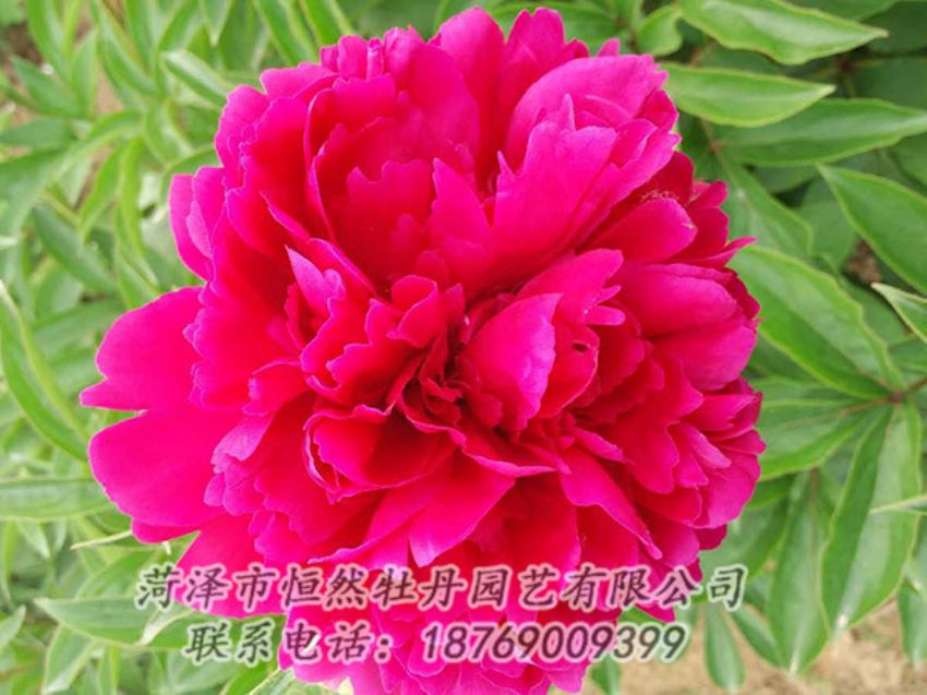 點(diǎn)擊查看詳細(xì)信息<br>標(biāo)題：紅色芍藥 閱讀次數(shù)：1025