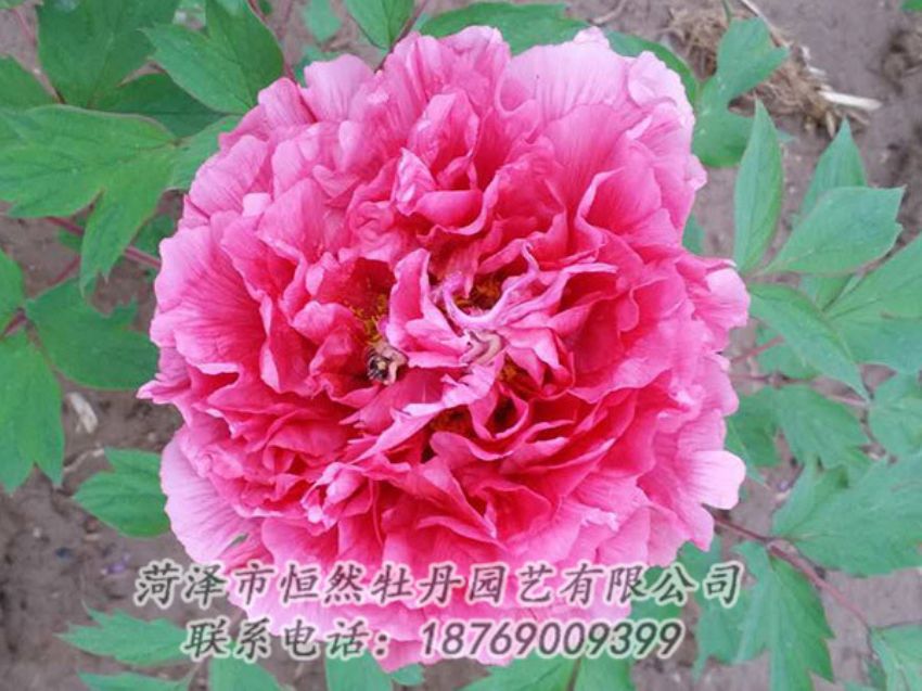 點(diǎn)擊查看詳細(xì)信息<br>標(biāo)題：紅色牡丹 閱讀次數(shù)：2009