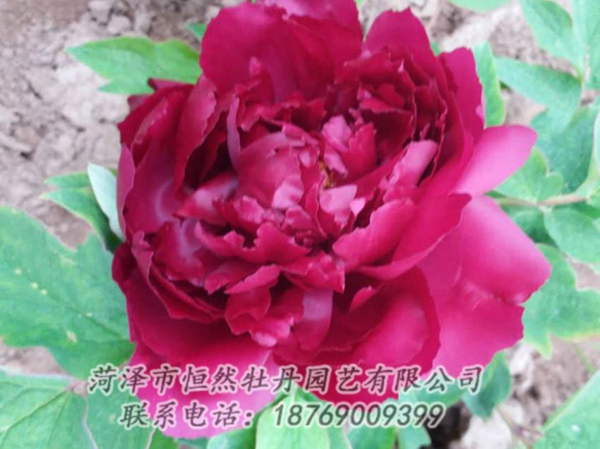 點(diǎn)擊查看詳細(xì)信息<br>標(biāo)題：紅色牡丹 閱讀次數(shù)：1341