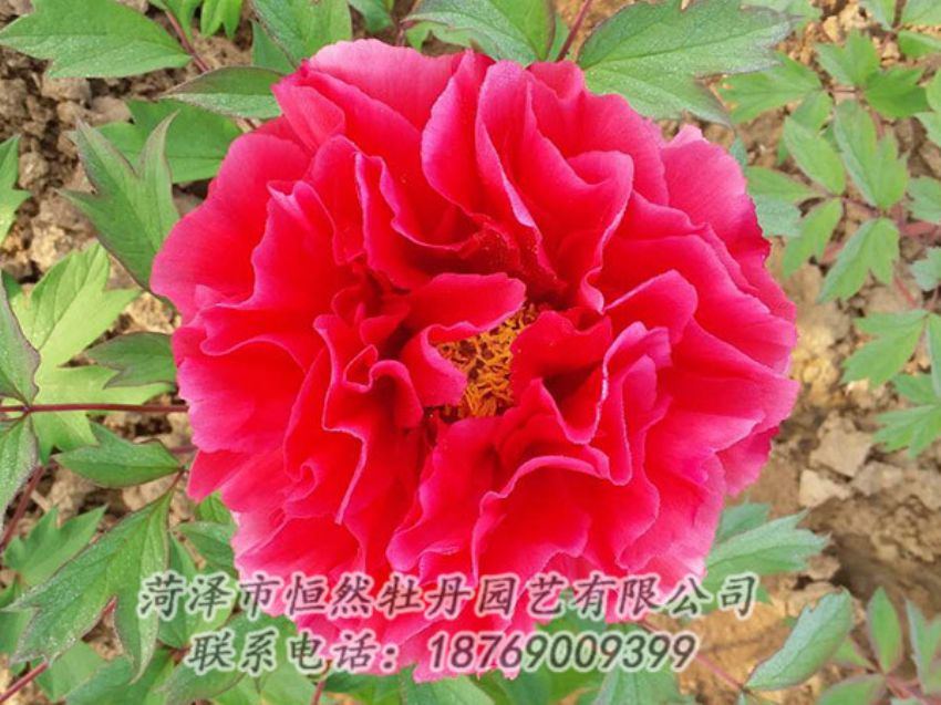 點(diǎn)擊查看詳細(xì)信息<br>標(biāo)題：紅色牡丹 閱讀次數(shù)：1177