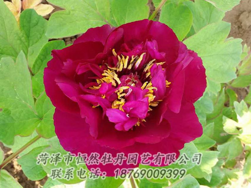 點(diǎn)擊查看詳細(xì)信息<br>標(biāo)題：紅色牡丹 閱讀次數(shù)：1903