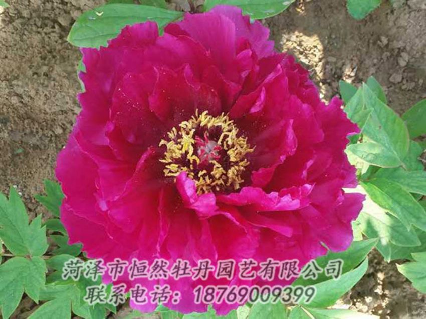 點(diǎn)擊查看詳細(xì)信息<br>標(biāo)題：紅色牡丹 閱讀次數(shù)：1293