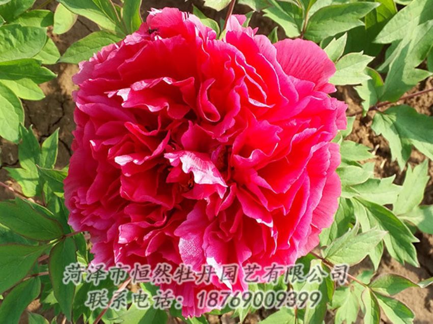 點(diǎn)擊查看詳細(xì)信息<br>標(biāo)題：紅色牡丹 閱讀次數(shù)：1285