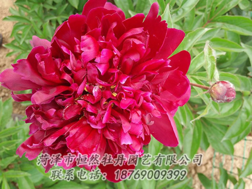 點(diǎn)擊查看詳細(xì)信息<br>標(biāo)題：紅色芍藥 閱讀次數(shù)：1064