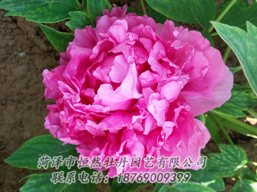 點(diǎn)擊查看詳細(xì)信息<br>標(biāo)題：紅色牡丹 閱讀次數(shù)：2115