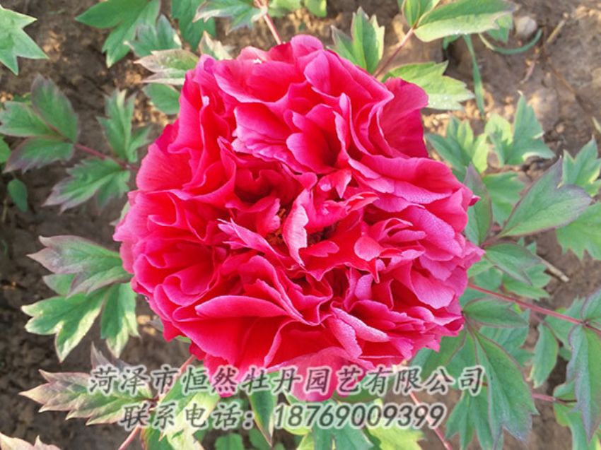 點(diǎn)擊查看詳細(xì)信息<br>標(biāo)題：紅色牡丹 閱讀次數(shù)：1286