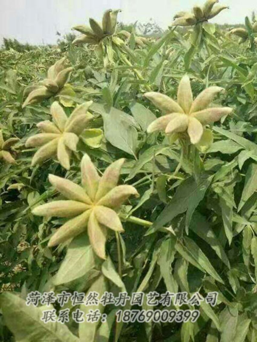 點擊查看詳細信息<br>標題：油用牡丹 閱讀次數(shù)：1257