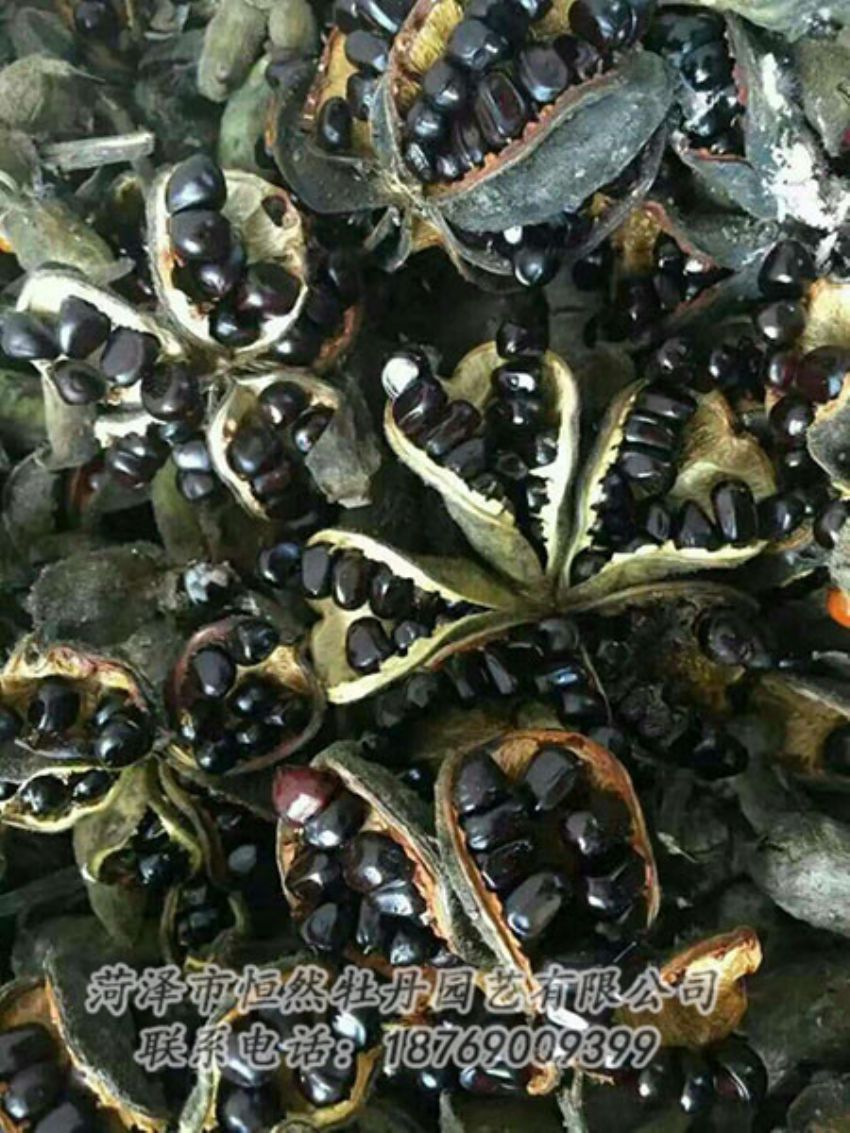 點擊查看詳細信息<br>標題：油用牡丹 閱讀次數(shù)：1309