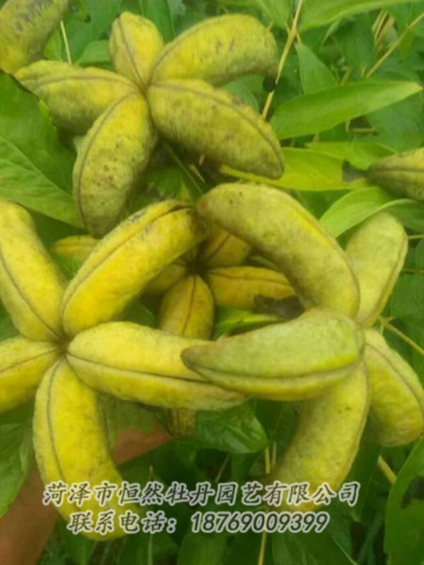 點擊查看詳細信息<br>標題：油用牡丹 閱讀次數(shù)：1295