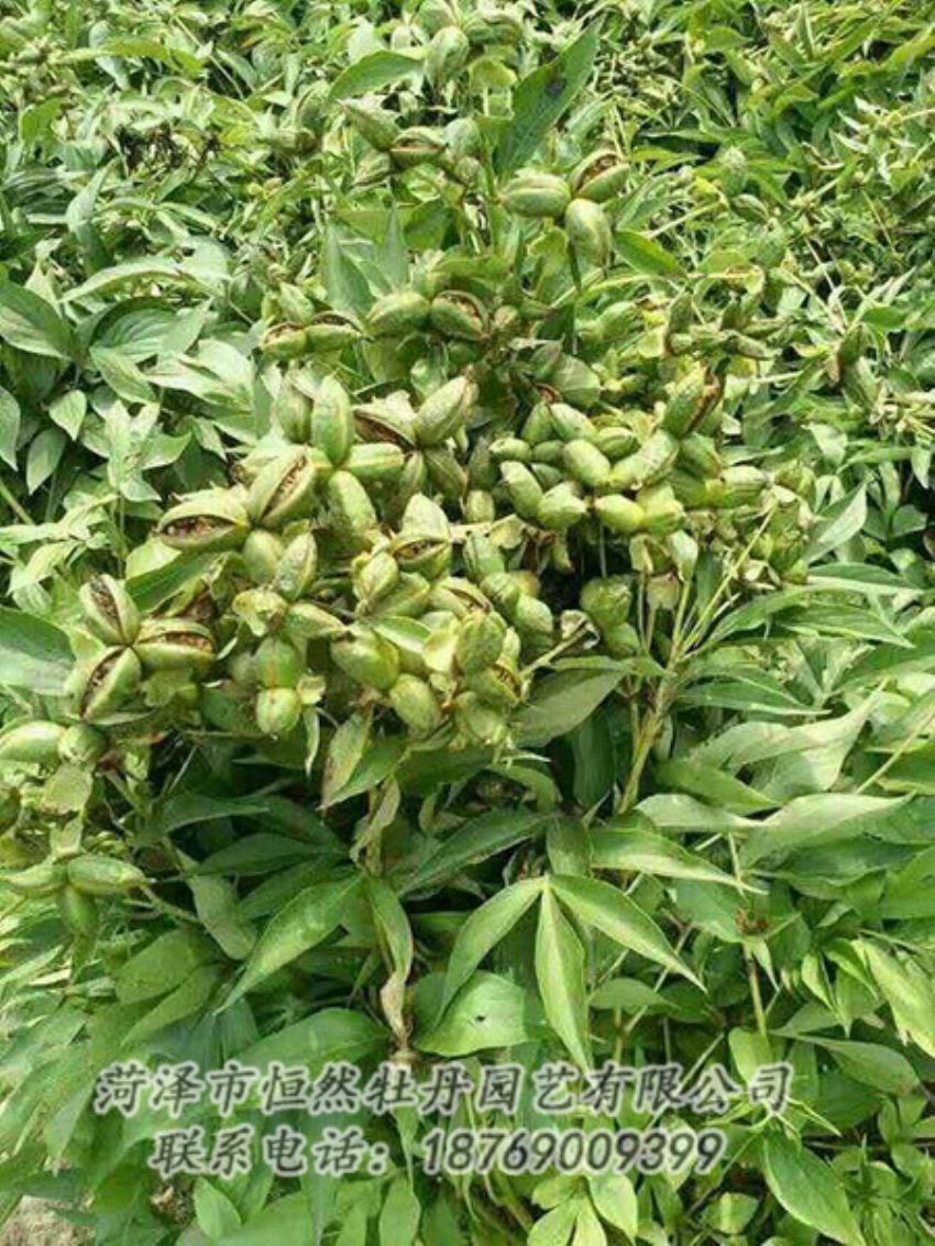 點擊查看詳細信息<br>標題：油用牡丹 閱讀次數(shù)：1249