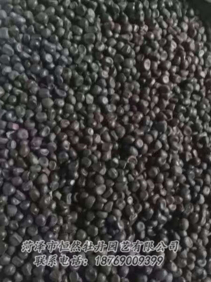 點(diǎn)擊查看詳細(xì)信息<br>標(biāo)題：油用牡丹 閱讀次數(shù)：1220