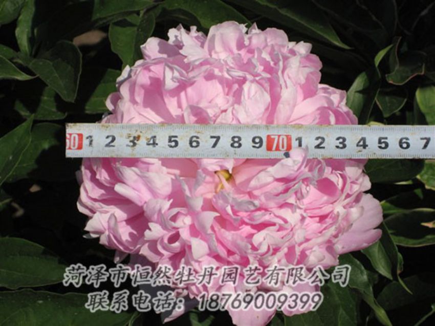 點(diǎn)擊查看詳細(xì)信息<br>標(biāo)題：桃面爭春 閱讀次數(shù)：1235