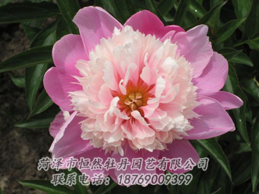 點(diǎn)擊查看詳細(xì)信息<br>標(biāo)題：蓮花臺(tái) 閱讀次數(shù)：2066