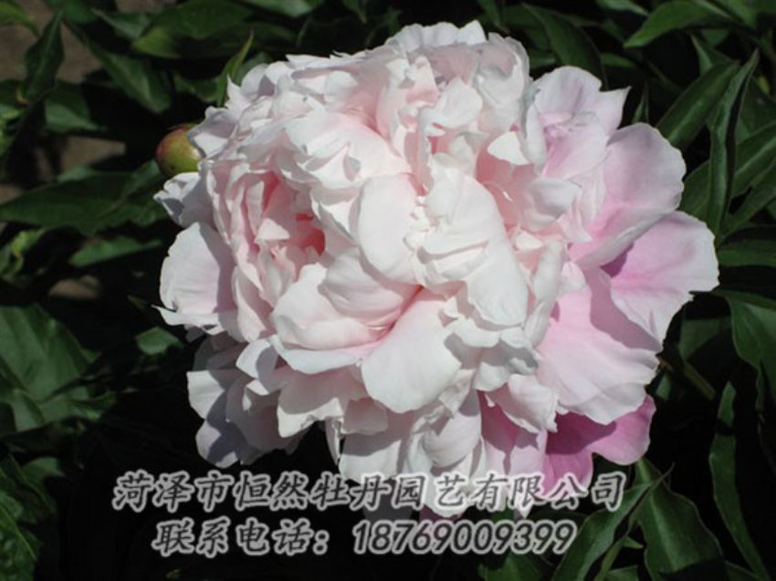 點擊查看詳細信息<br>標題：粉玉樓 閱讀次數(shù)：1207