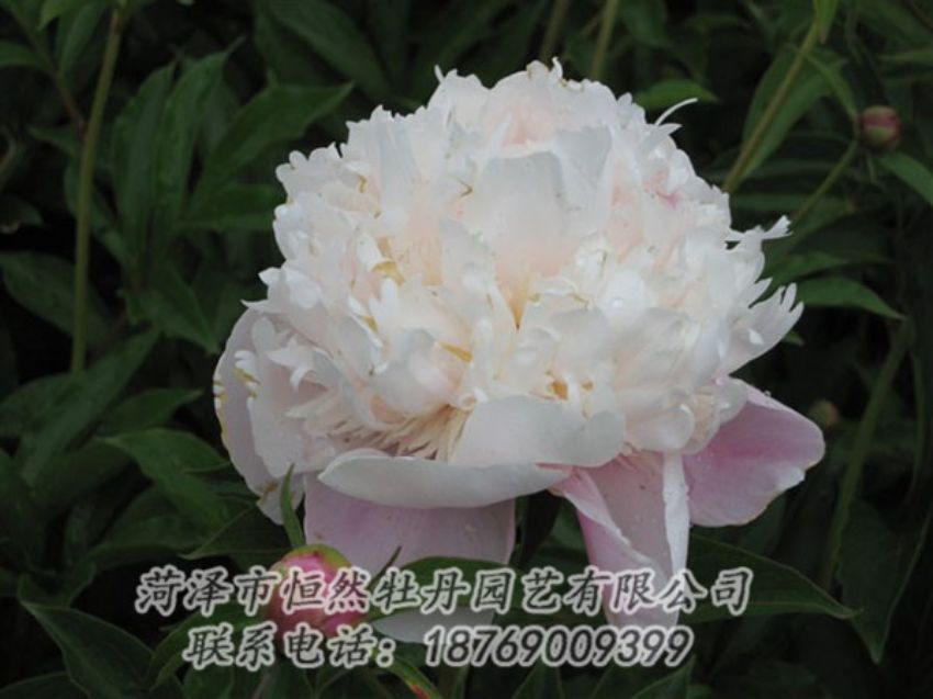 點擊查看詳細信息<br>標題：粉池滴翠 閱讀次數(shù)：1252