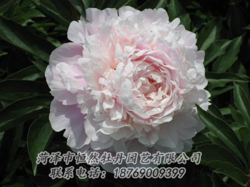 點擊查看詳細信息<br>標題：遲粉 閱讀次數(shù)：1241