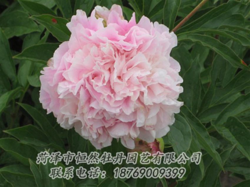 點擊查看詳細信息<br>標題：粉面桃花 閱讀次數(shù)：1308
