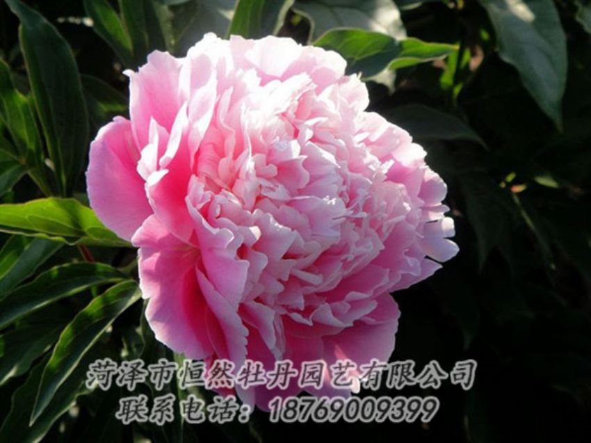 點(diǎn)擊查看詳細(xì)信息<br>標(biāo)題：粉色芍藥 閱讀次數(shù)：2087