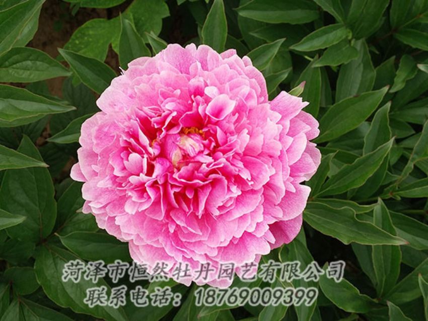 點擊查看詳細信息<br>標題：粉色芍藥 閱讀次數(shù)：1182