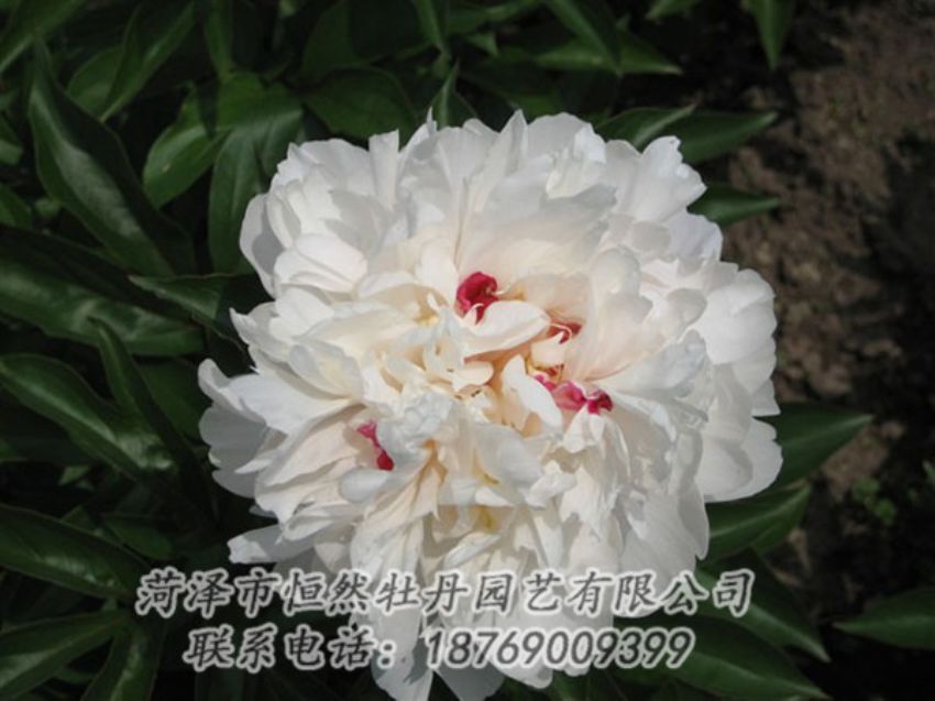 點擊查看詳細(xì)信息<br>標(biāo)題：雪原紅星 閱讀次數(shù)：1452
