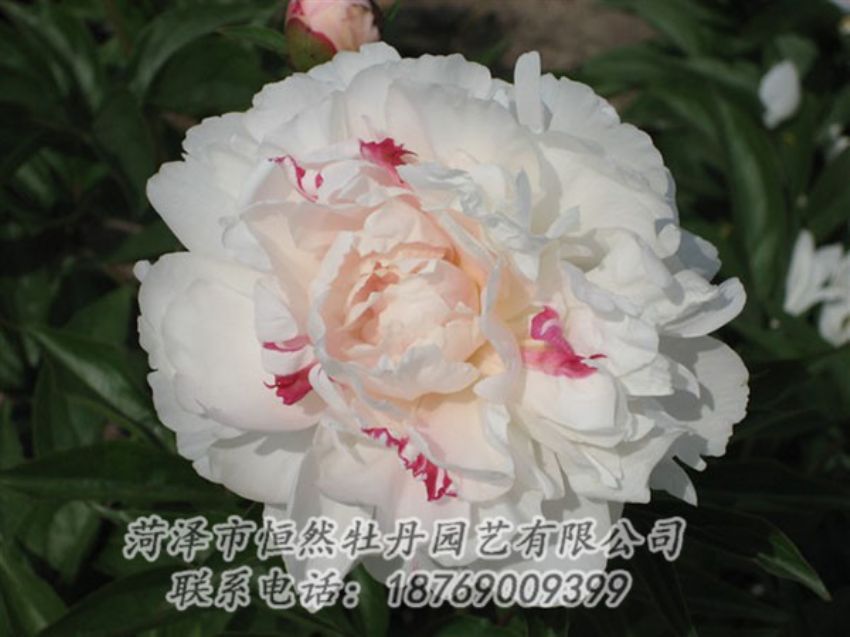 點擊查看詳細(xì)信息<br>標(biāo)題：五花龍玉 閱讀次數(shù)：1216