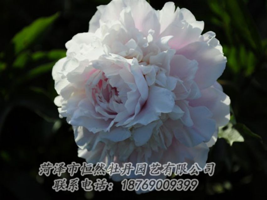 點擊查看詳細信息<br>標題：粉色芍藥 閱讀次數(shù)：1163