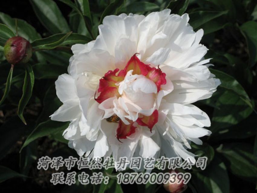 點(diǎn)擊查看詳細(xì)信息<br>標(biāo)題：無(wú)花龍玉 閱讀次數(shù)：2080
