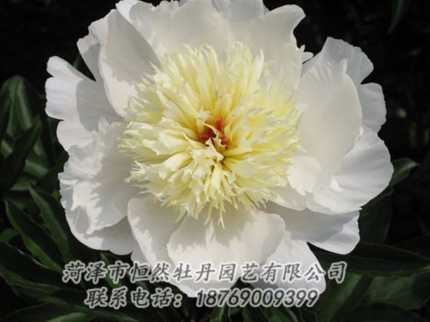 點擊查看詳細(xì)信息<br>標(biāo)題：金簪刺玉 閱讀次數(shù)：1253
