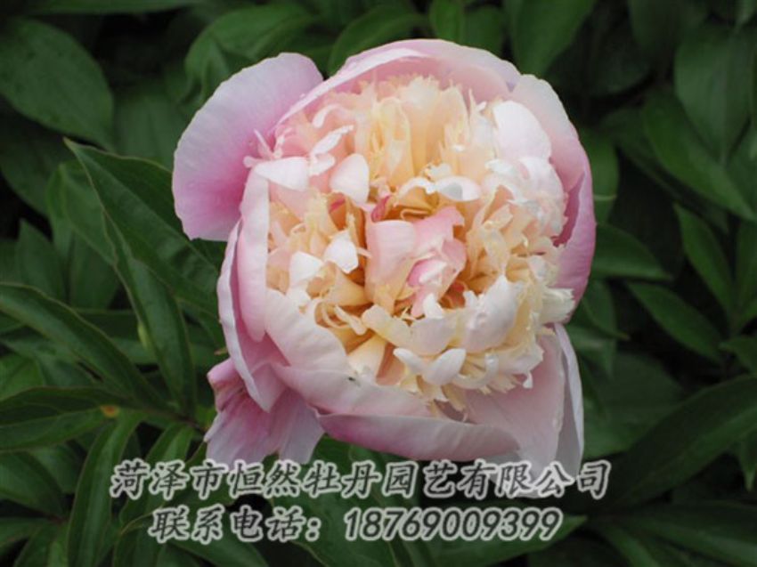 點擊查看詳細(xì)信息<br>標(biāo)題：湖光山色 閱讀次數(shù)：1244