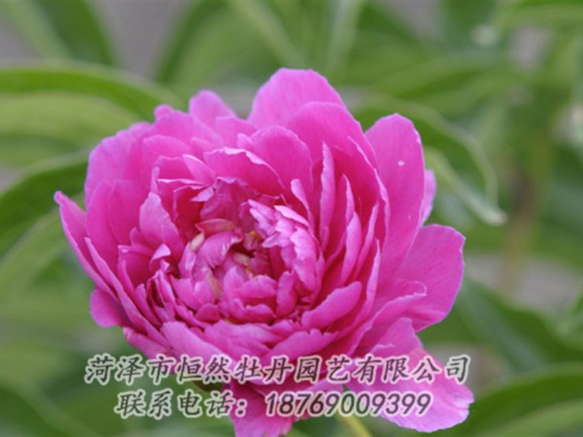 點(diǎn)擊查看詳細(xì)信息<br>標(biāo)題：紅茶花 閱讀次數(shù)：1035