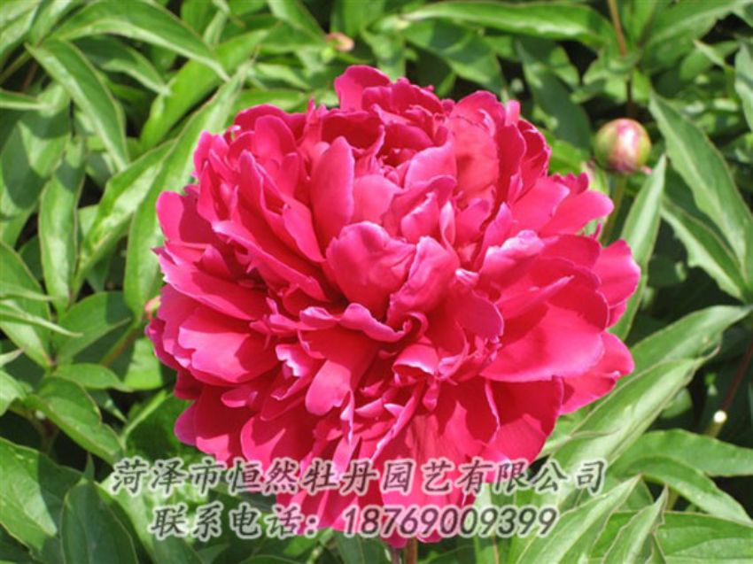點(diǎn)擊查看詳細(xì)信息<br>標(biāo)題：國(guó)紅 閱讀次數(shù)：1021