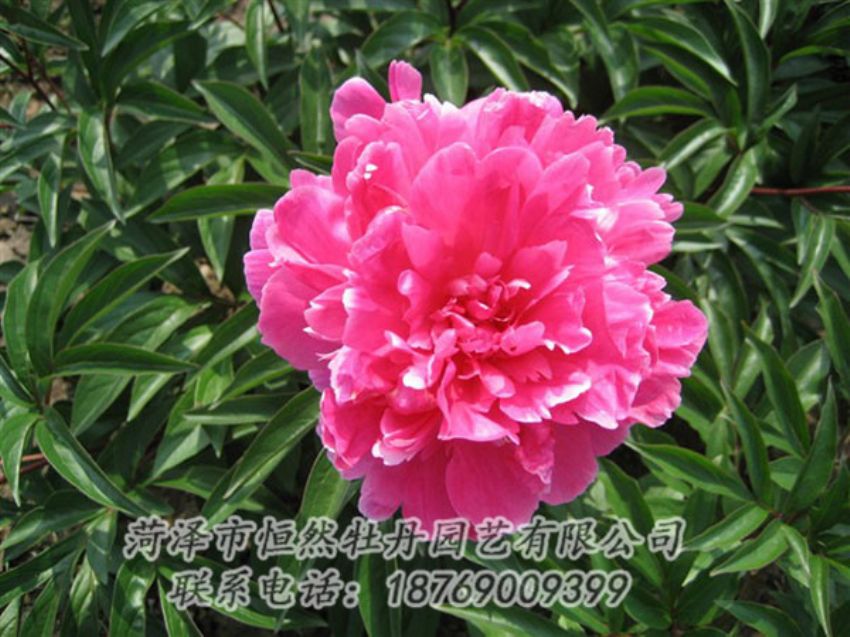 點擊查看詳細信息<br>標(biāo)題：富貴紅 閱讀次數(shù)：1003