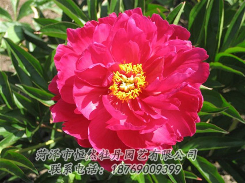 點擊查看詳細信息<br>標(biāo)題：大紅赤金 閱讀次數(shù)：1086