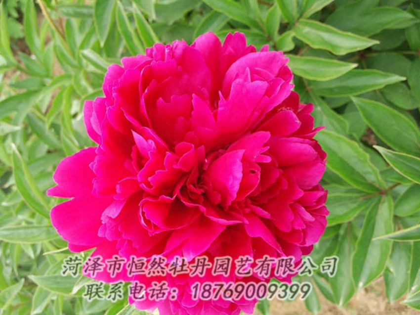 點擊查看詳細信息<br>標(biāo)題：紅色芍藥 閱讀次數(shù)：1027