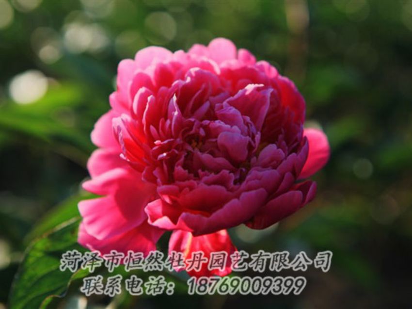 點擊查看詳細信息<br>標(biāo)題：大紅赤金 閱讀次數(shù)：1062
