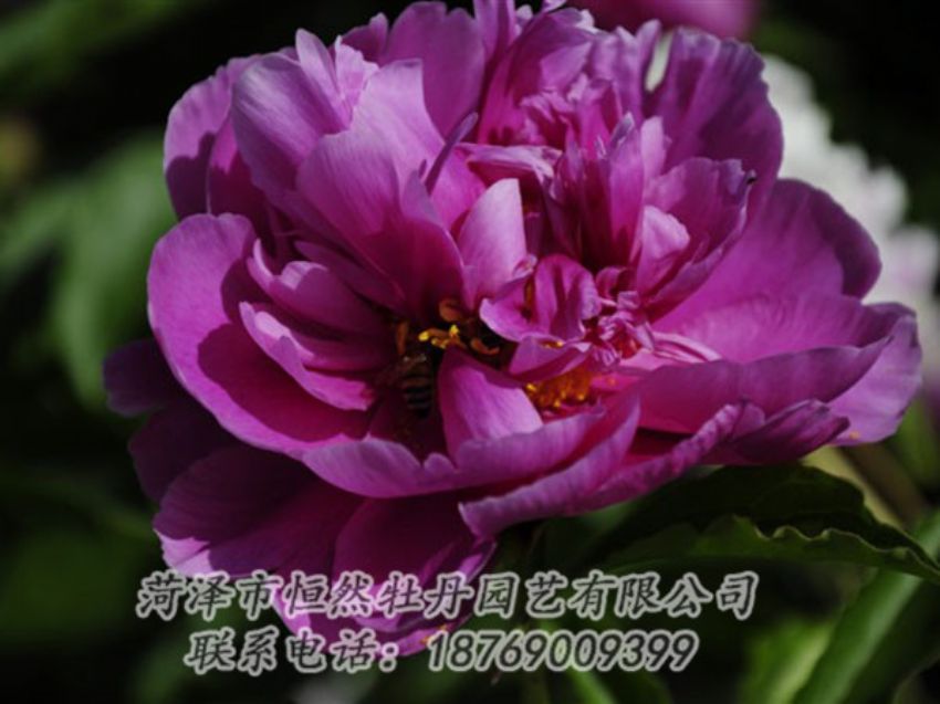點擊查看詳細信息<br>標題：紫凌 閱讀次數(shù)：1164