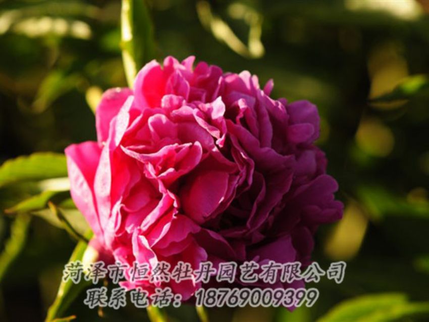 點擊查看詳細信息<br>標題：紫鳳朝陽 閱讀次數(shù)：1237