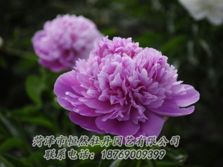點(diǎn)擊查看詳細(xì)信息<br>標(biāo)題：紫色芍藥 閱讀次數(shù)：2091