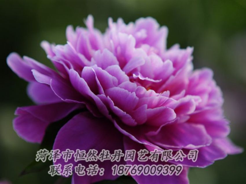 點(diǎn)擊查看詳細(xì)信息<br>標(biāo)題：紫色芍藥 閱讀次數(shù)：2096