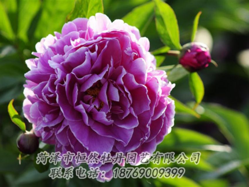 點擊查看詳細信息<br>標題：紫色芍藥 閱讀次數(shù)：1261