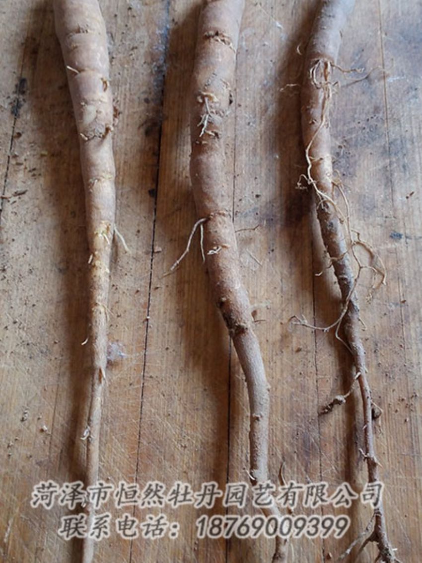 點擊查看詳細信息<br>標(biāo)題：一年芍藥苗 閱讀次數(shù)：1111