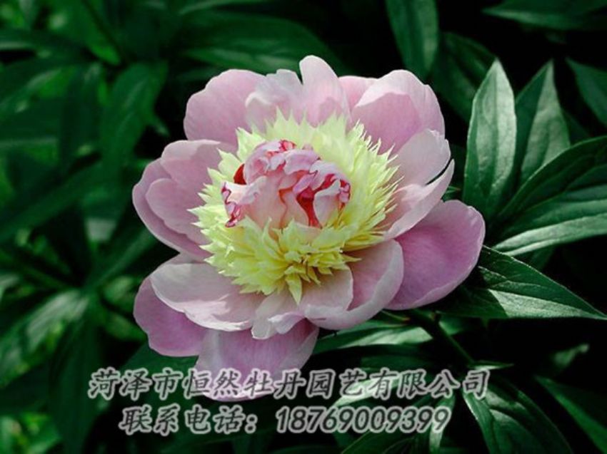 點擊查看詳細(xì)信息<br>標(biāo)題：復(fù)色芍藥 閱讀次數(shù)：1198