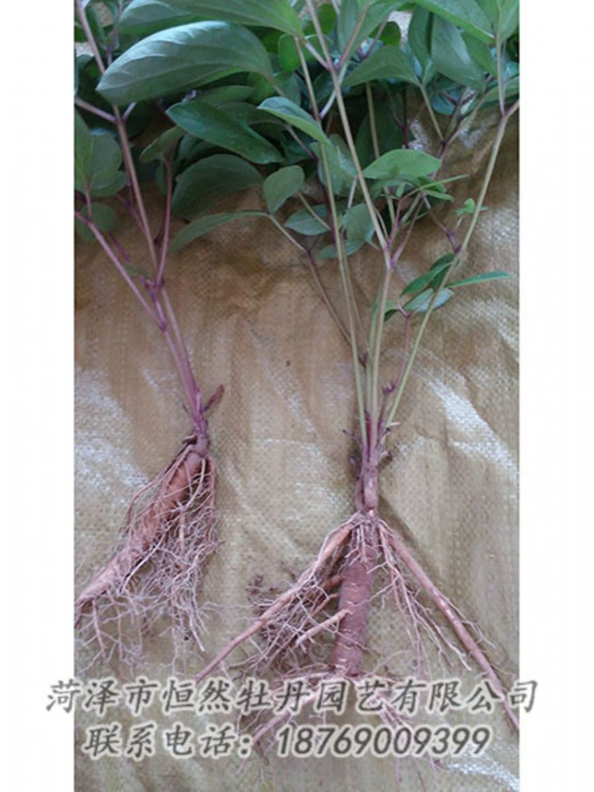 點擊查看詳細信息<br>標(biāo)題：二年芍藥苗 閱讀次數(shù)：1101