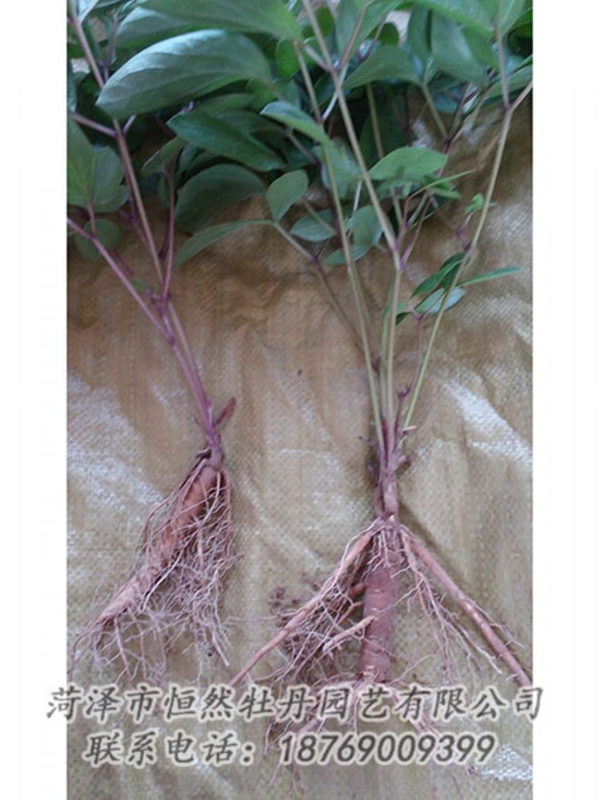 點擊查看詳細信息<br>標(biāo)題：二年芍藥苗 閱讀次數(shù)：1222