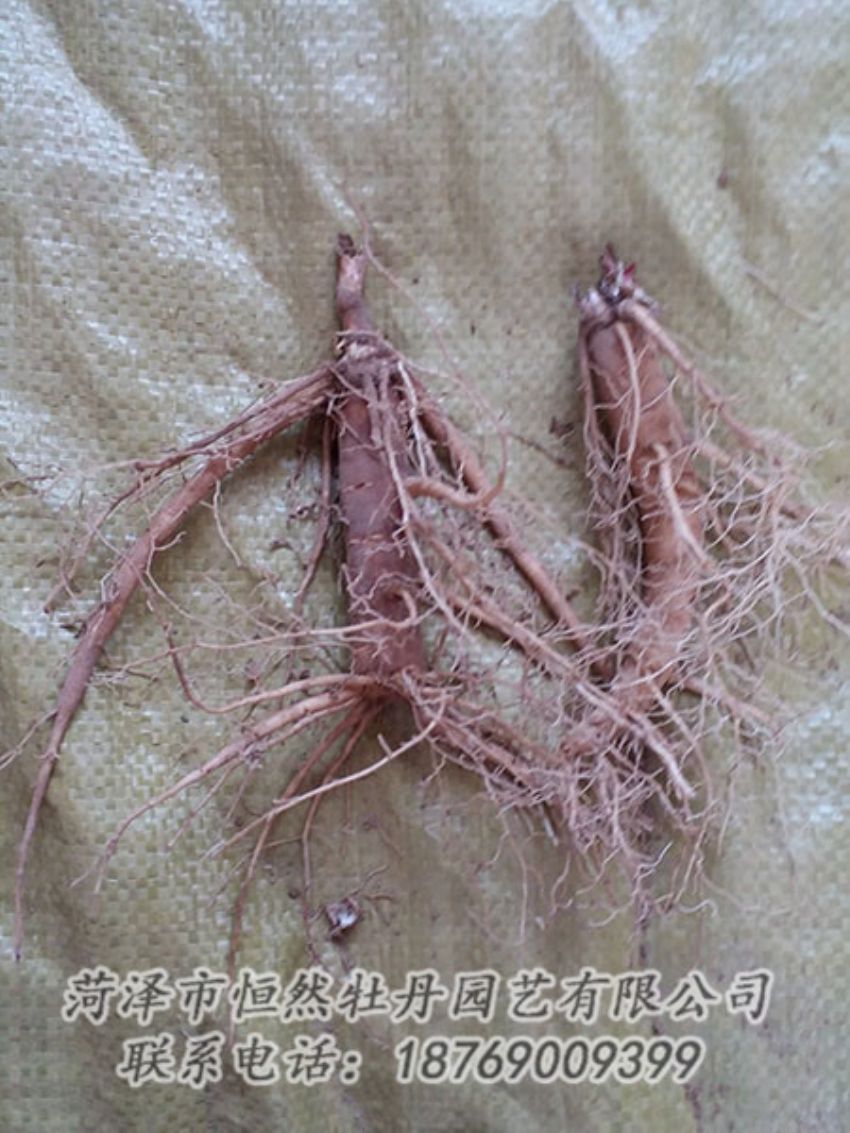 點擊查看詳細信息<br>標(biāo)題：二年芍藥苗 閱讀次數(shù)：1159