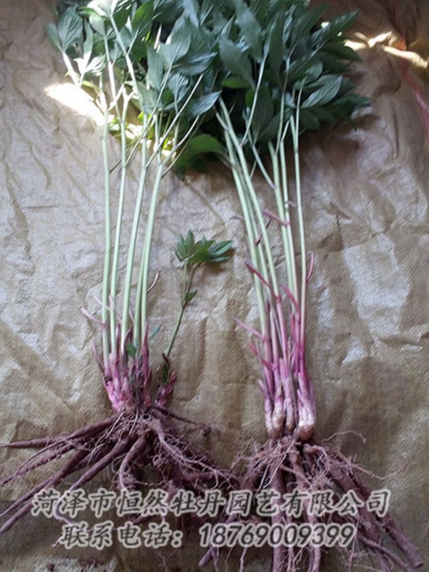 點擊查看詳細信息<br>標(biāo)題：二年芍藥苗 閱讀次數(shù)：1188